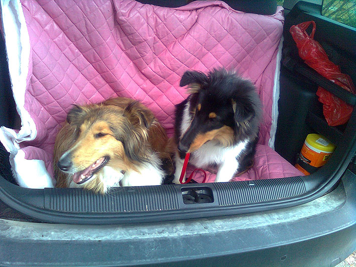 Collies.jpg