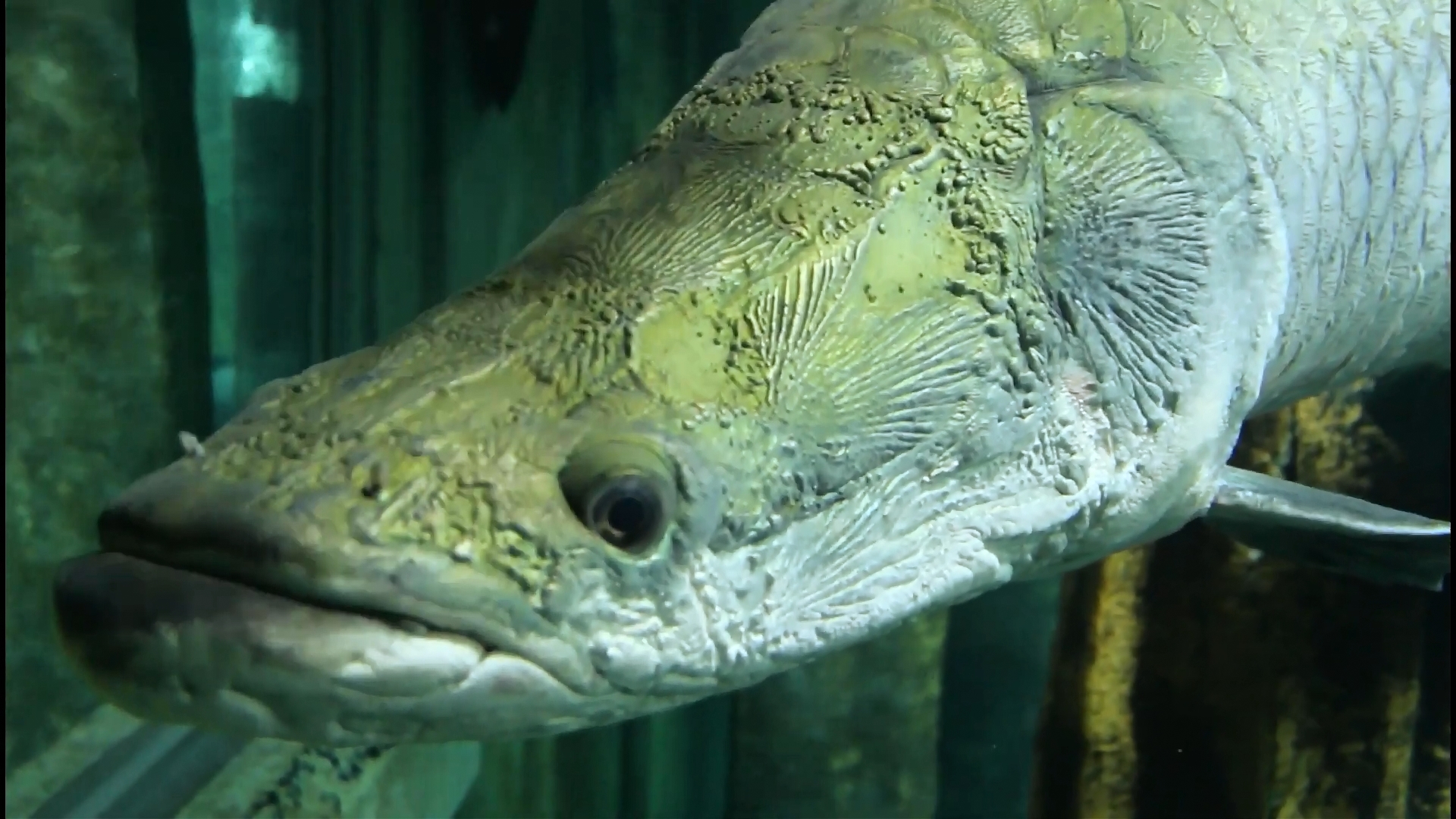 Aquarium_series__4_Monster_fish_1080p-0-03-25-325.jpg