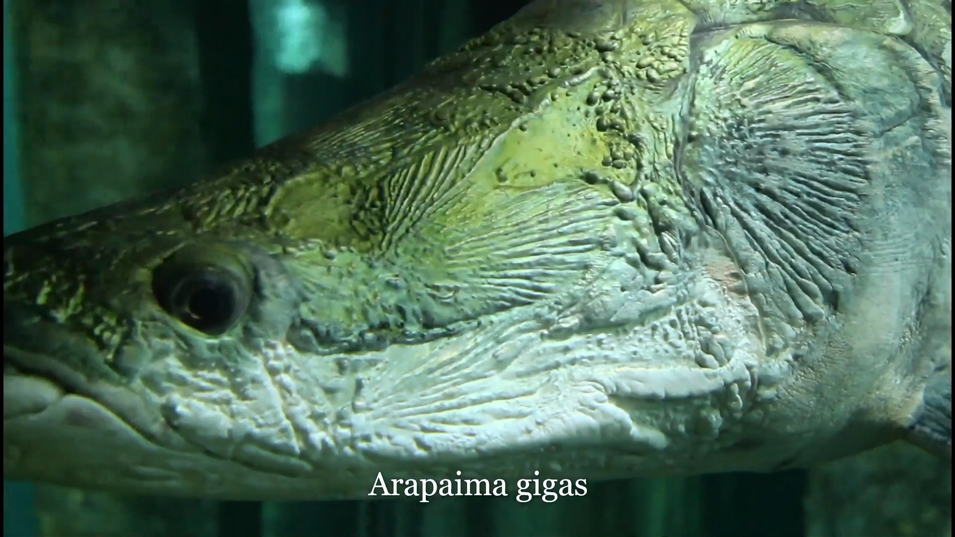 Aquarium_series__4_Monster_fish_1080p-0-03-07-097.jpg