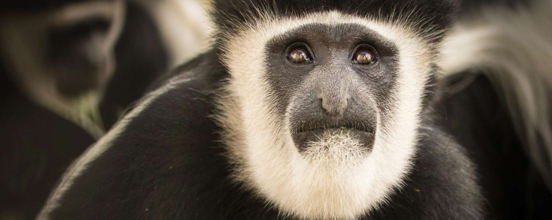 black-and-white-colobus-monkey-1920x768.jpg