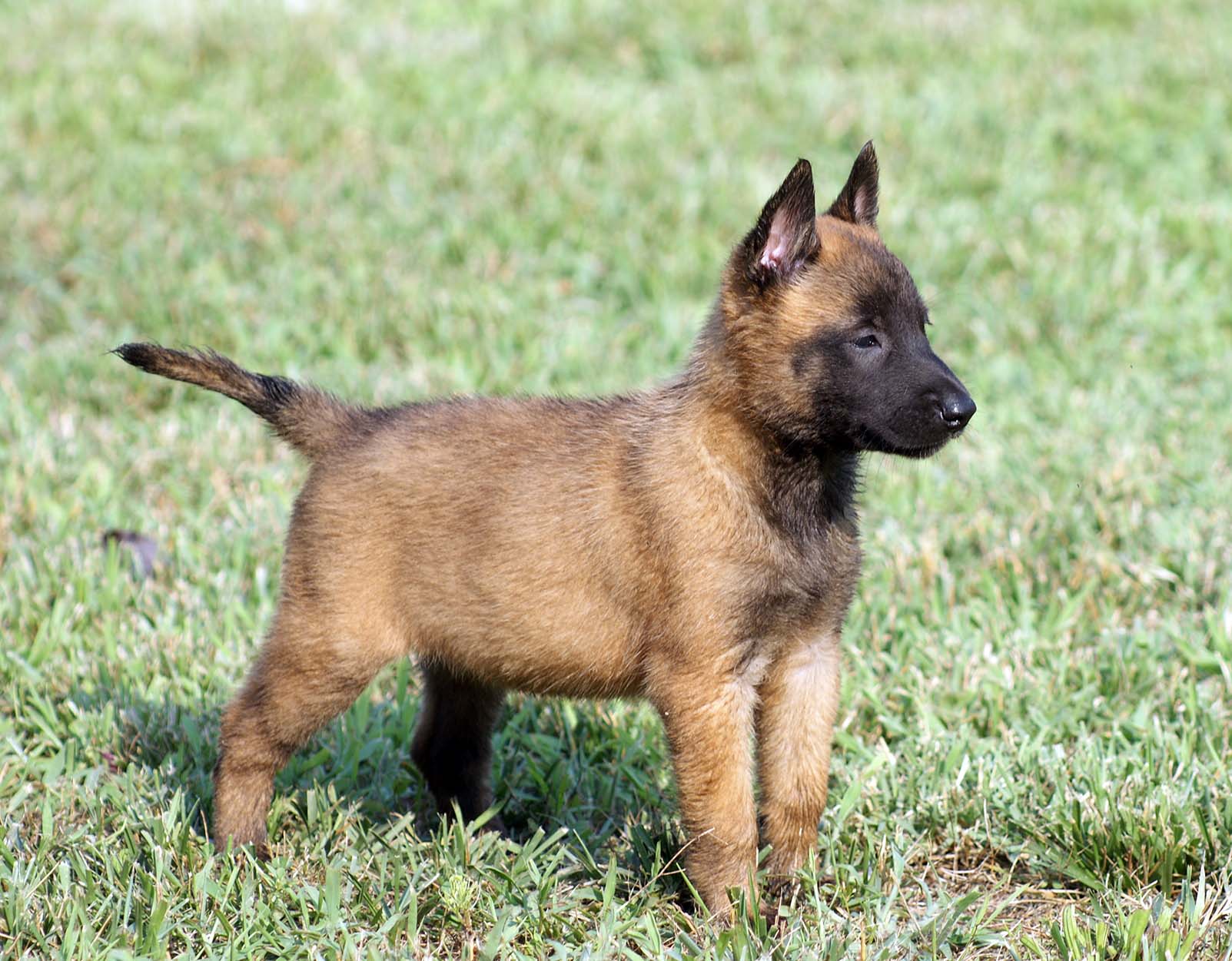 1522160023_malinois-names.jpg