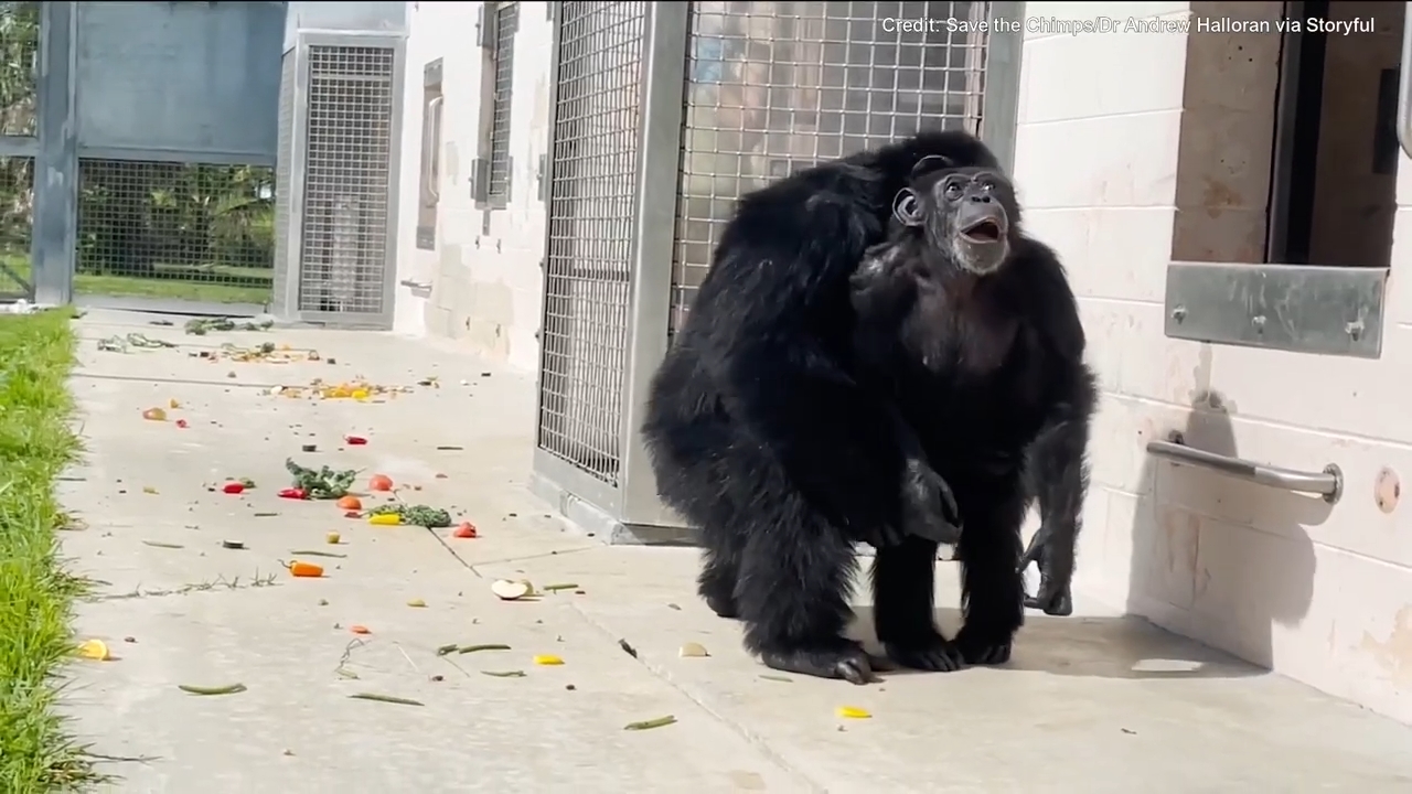 Video_shows_chimpanzee_caged_for_28_years_seeing_open_sky_for_first_time.mp4_snapshot_00.06.375.jpg