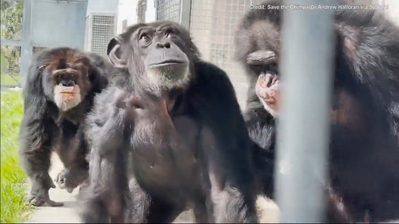 Video_shows_chimpanzee_caged_for_28_years_seeing_open_sky_for_first_time.mp4_snapshot_00.13.121.jpg