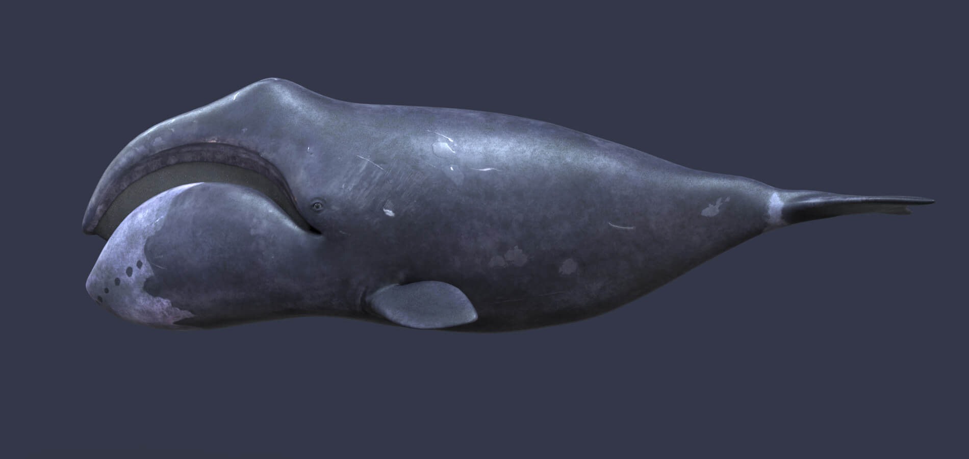 bowhead-whale-balaena-mysticetus-02-3384534493.jpg