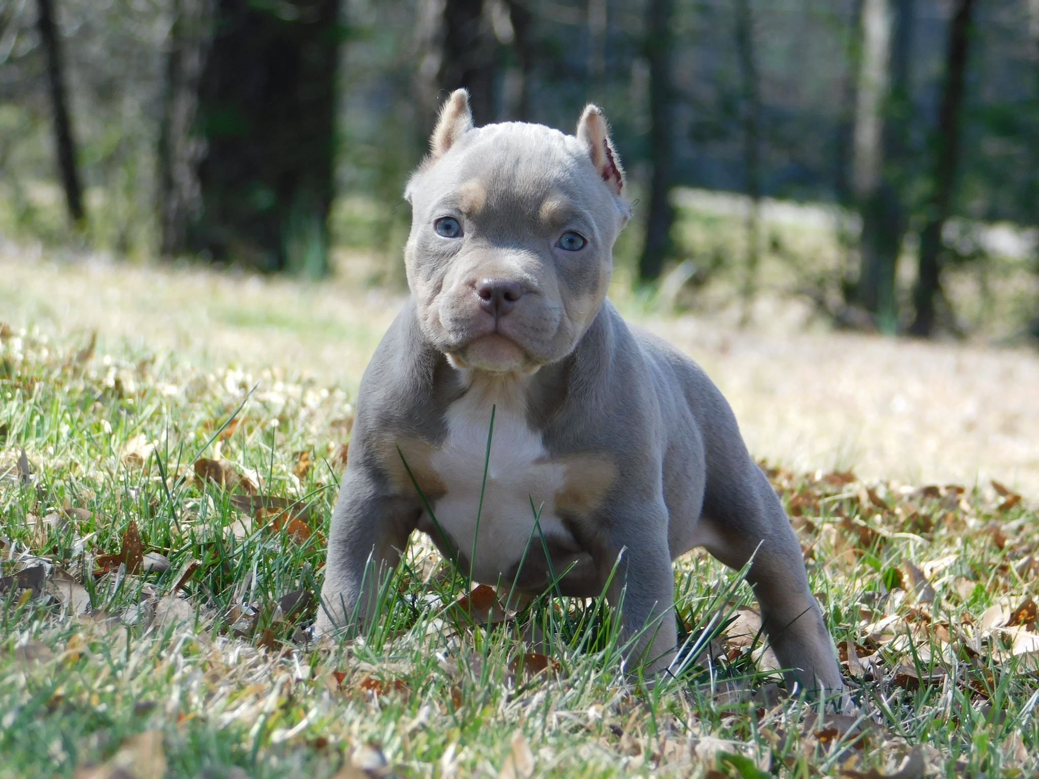 1666939002_24-celes-club-p-mini-pitbul-pinterest-24.jpg