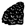 Rats.webp
