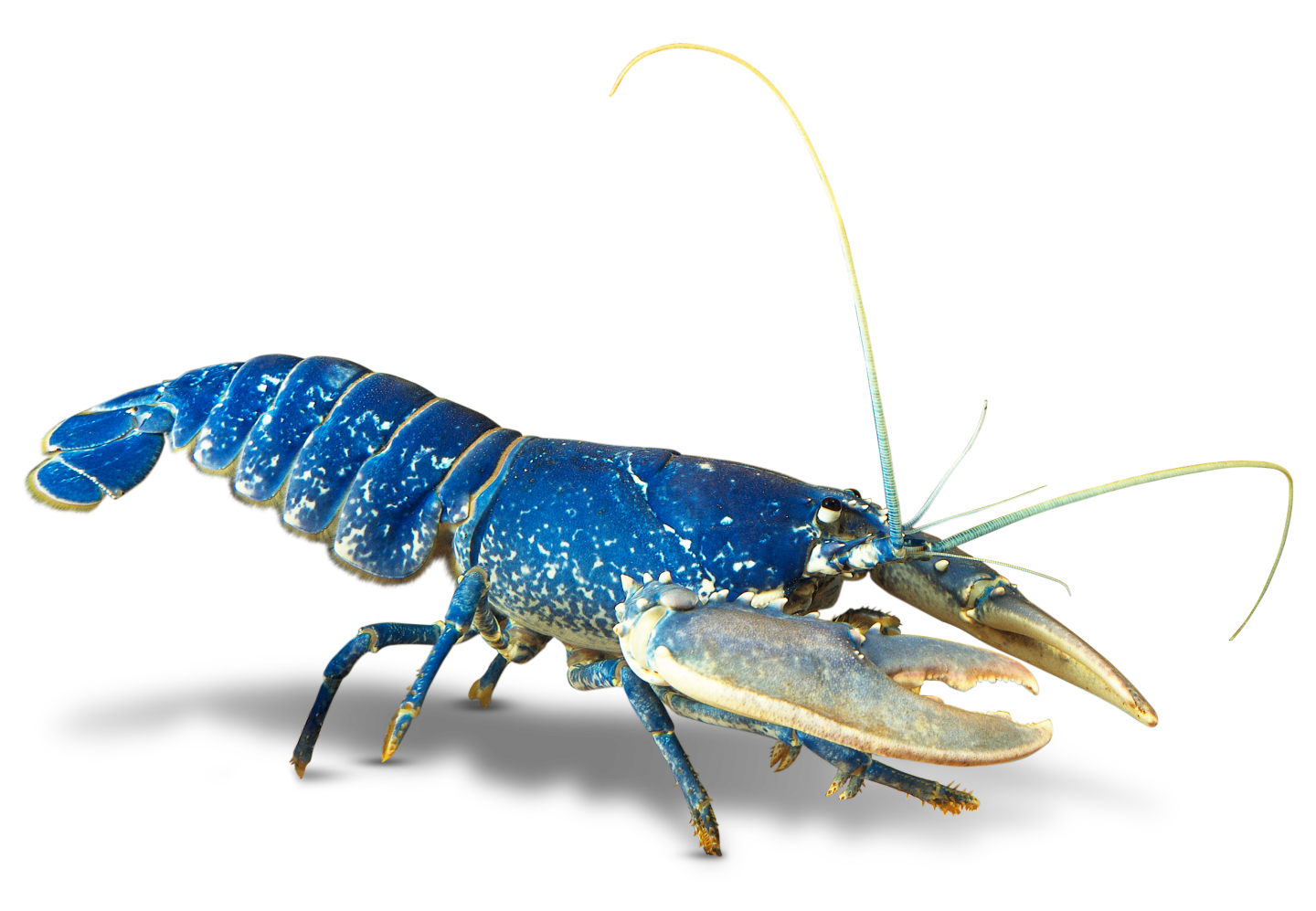 pngwing.com_-_2025-08-11T225402.490.png