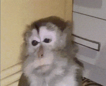 monkey-sad.gif