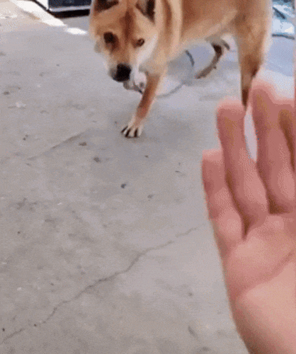 Картинка загружается...