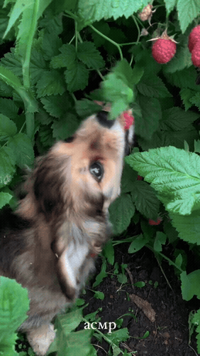 Картинка загружается...