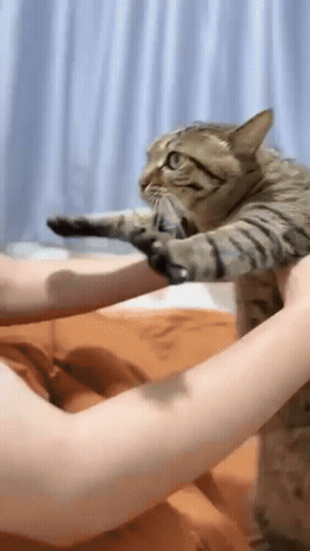 Картинка загружается...