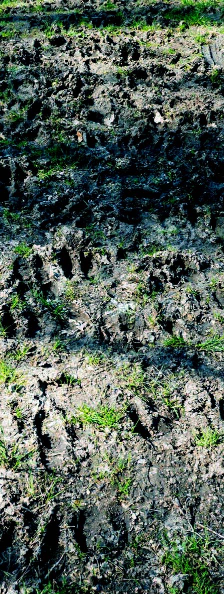 tracks-cow-herd-sand-scottish-highland-cows-91338762.jpg