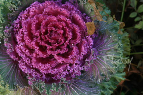 cabbage.jpg