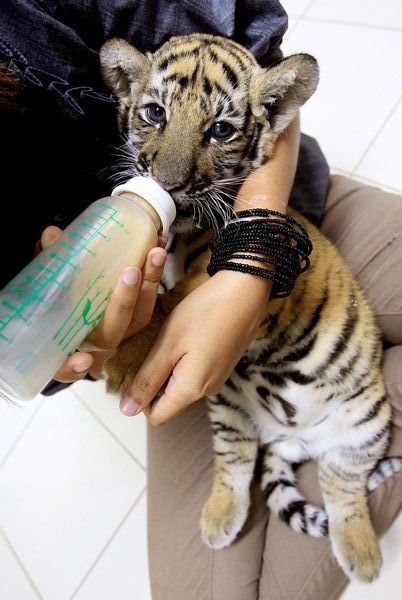 tiger-cub-found-luggage-airport-vet_25109_600x450.jpg