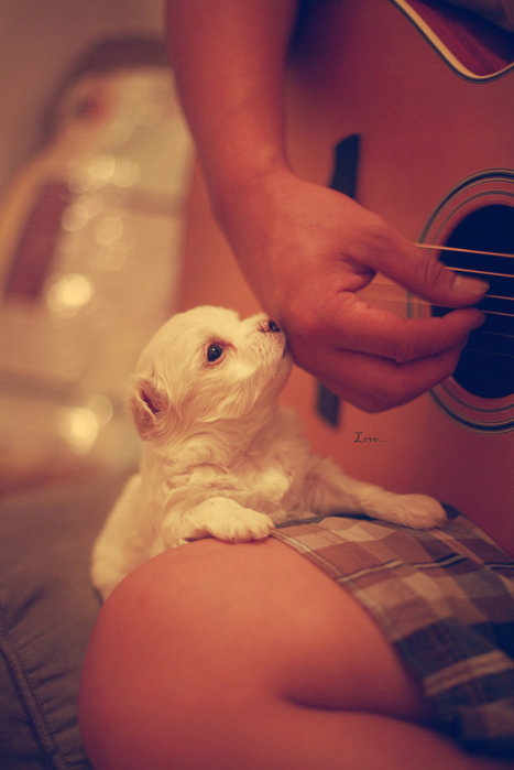 beautiful-cute-dog-guitar-love-photography-Favim.com-96367.jpg
