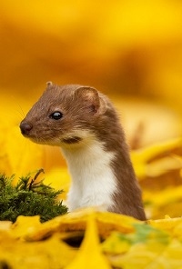 animal-in-autumn.jpg