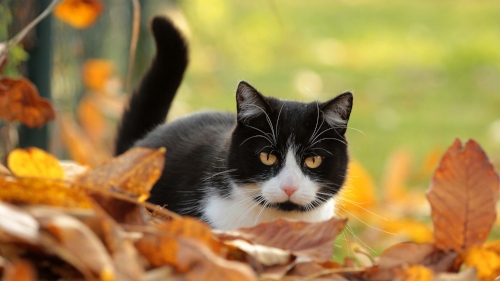 animal-in-autumn-01.jpg