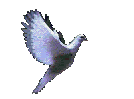7.GV.gif.gif