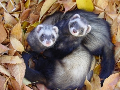 Ferrets_In_Leaves-410x307.jpg