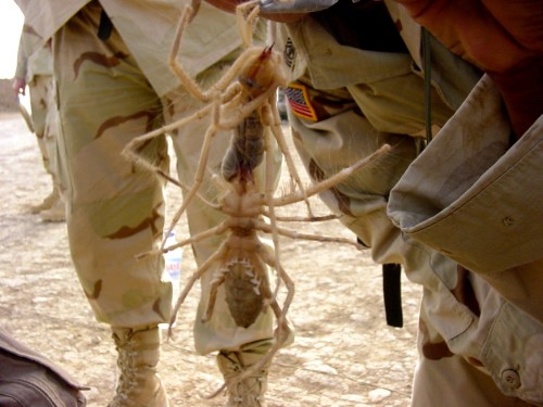 camelspider.jpg