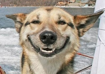 smiling-dog-2_large.jpg