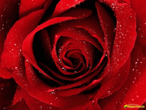 red_rose-800x600.jpg