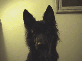 Laika_as_gif__by_WolfGrin.gif