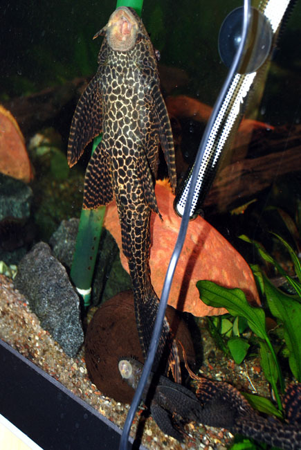 _pleco-vs-anc_small.jpg