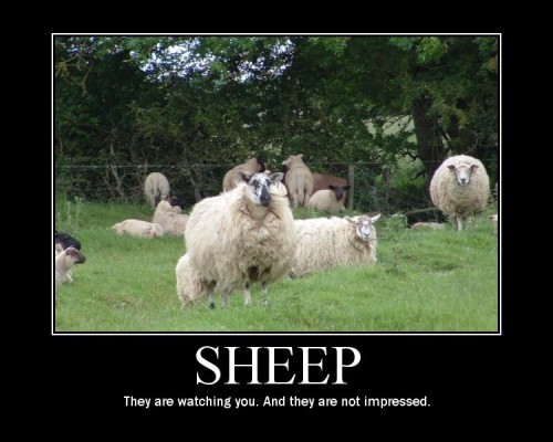 omgsheep.jpg