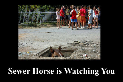 sewer_horse1.jpg