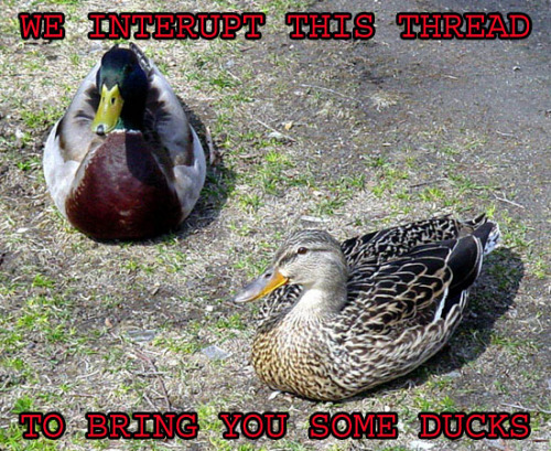 DUCKinterupt.jpg