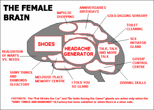 the_female_brain.gif