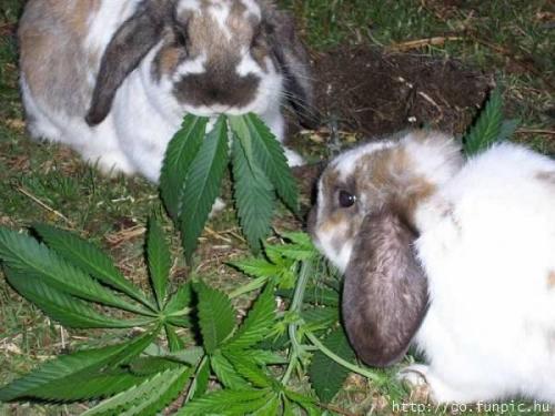 happyrabbits.jpg