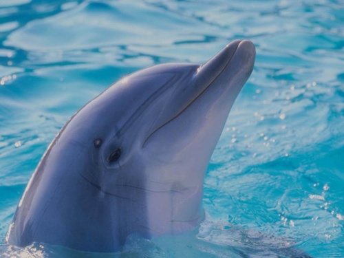 dolphin-1024x768.jpg