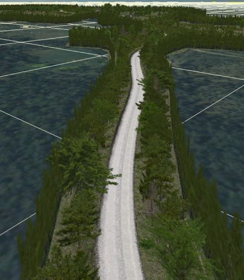 Forest.JPG
