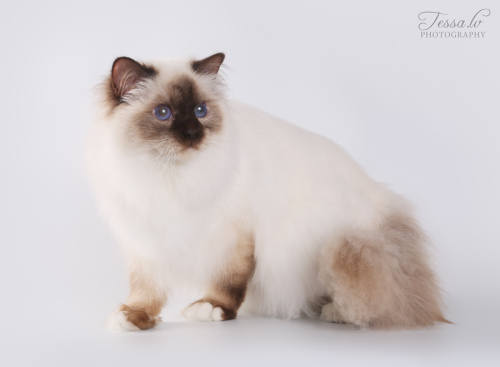 Mateo_Medicat_SBIb.jpg