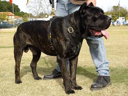 Cane-corso-Exclusive-leather-dog-harness-22_LRG.jpg