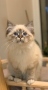 Chamberlee_da_MaKaJa_SBIn21.jpg