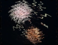 FIREWORKS_01.jpg