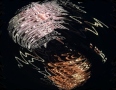 FIREWORKS_03.jpg