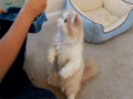 kitty.gif