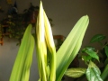 Liilia