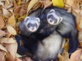 Ferrets_In_Leaves-410x307.jpg