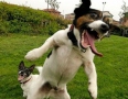 dog-jumping.jpg