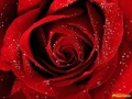 red_rose-800x600.jpg
