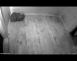 Amuuri leopard Darla ja pisipõnnid maikuus 2012