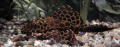 pleco.jpg