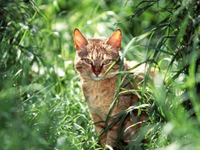Cats Wallpapers