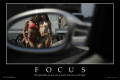 focus1.jpg