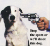 Stop-ShootDog.jpg